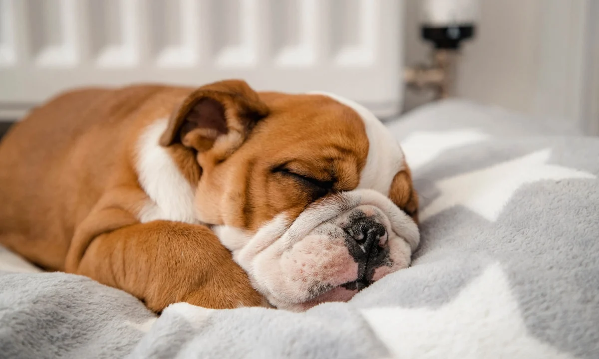 English bulldog puppy snoozes in white sheets